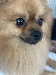 Lost Male Dog last seen duchene ln whitehall/ columbus, Columbus, OH 43213