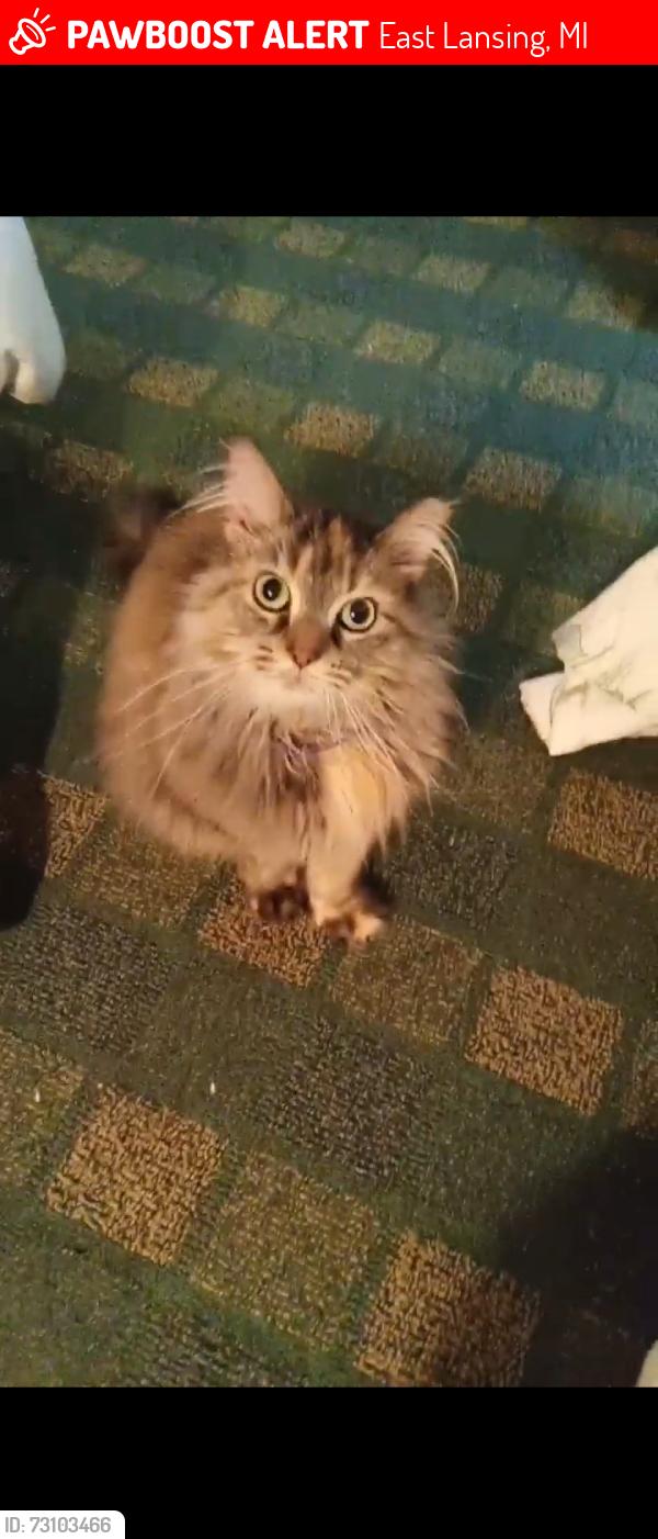 Lost Female Cat last seen Saginaw and hagadorn, East Lansing, MI 48823