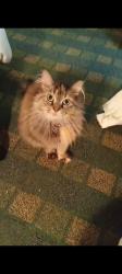 Lost Female Cat last seen Saginaw and hagadorn, East Lansing, MI 48823