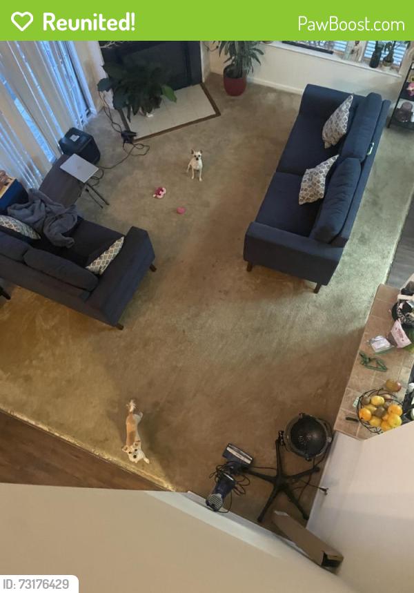 Reunited Female Dog last seen Nickerson Blvd, Hampton, VA, USA, Hampton, VA 23663