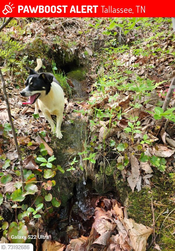 Lost Female Dog last seen Butterfly Gap/flts, Tallassee, TN 37878