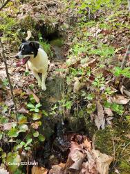 Lost Female Dog last seen Butterfly Gap/flts, Tallassee, TN 37878