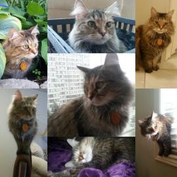 Reunited Female Cat last seen East avenue and Krug Street, Kitchener, ON 