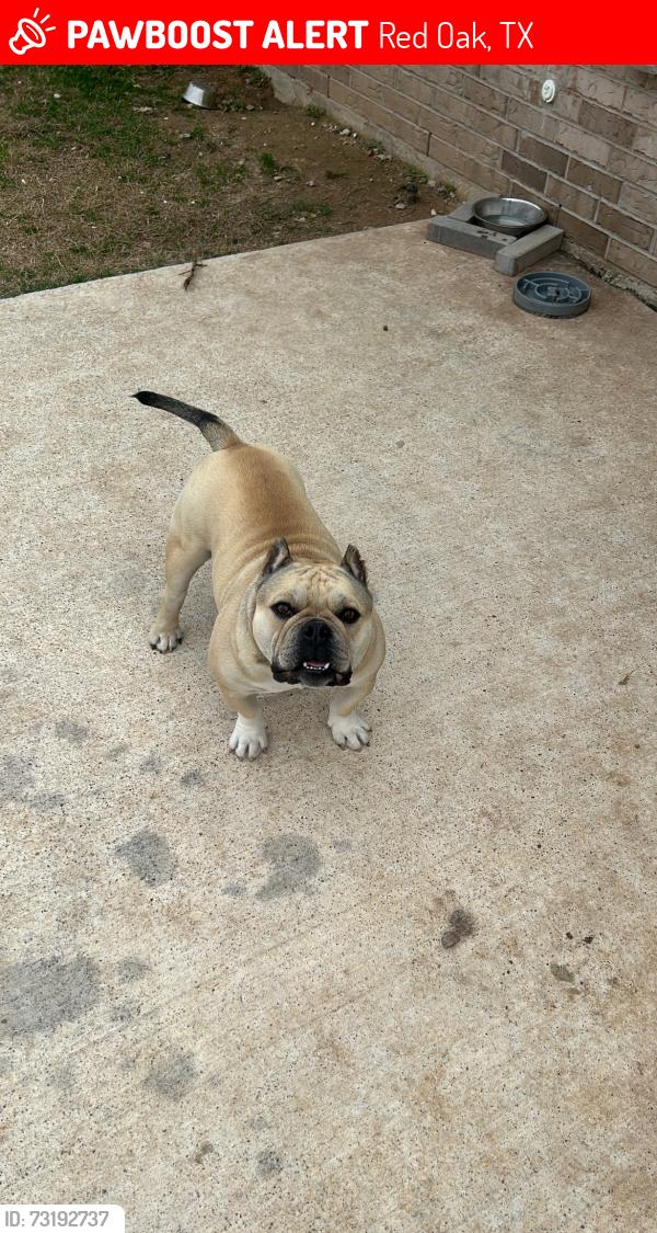 Lost Male Dog last seen Ovilla, Red Oak, TX 75154