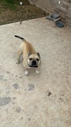 Lost Male Dog last seen Ovilla, Red Oak, TX 75154