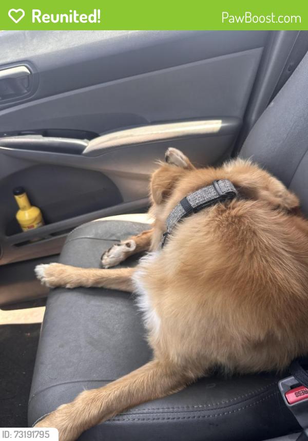 Reunited Male Dog last seen Third ave chula vista, Chula Vista, CA 91910