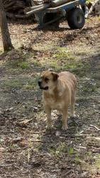 Lost Female Dog last seen Near Stubbs Bridge Rd, Spotsylvania Courthouse, VA 22551