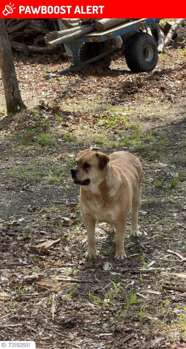 Lost Female Dog last seen Near Stubbs Bridge Rd, Spotsylvania Courthouse, VA 22551