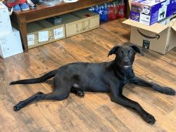Found/Stray Female Dog last seen Vista Lake Dr/Edgewater Dr, Sugar Land, TX 77478