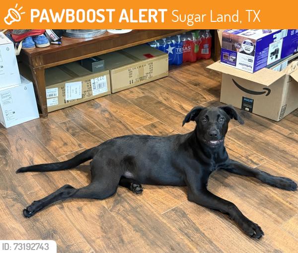 Found/Stray Female Dog last seen Vista Lake Dr/Edgewater Dr, Sugar Land, TX 77478