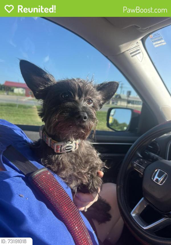 Reunited Male Dog last seen Joe Wilson and Hidden Lake Trail, Midlothian, TX 76065