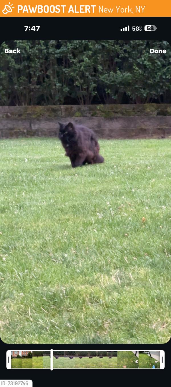 Found/Stray Unknown Cat last seen By train station Roosevelt island, New York, NY 10044