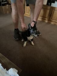 Reunited Female Dog last seen Cheyenne and Navajo street, Salt Lake City, UT 84104