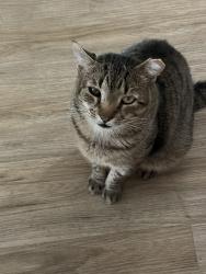 Reunited Male Cat last seen Worth Street, Iselin, Woodbridge Township, NJ 08830