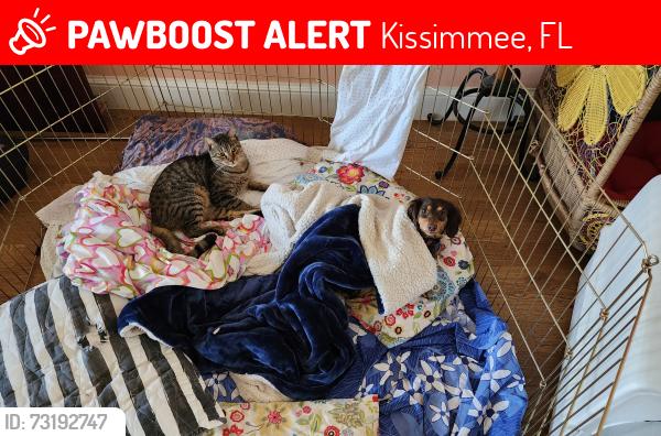 Lost Male Cat last seen aultman road, Kissimmee, FL 34744