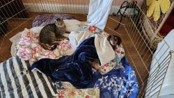 Lost Male Cat last seen aultman road, Kissimmee, FL 34744