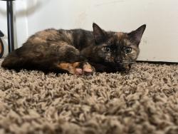 Reunited Female Cat last seen Near quarry st Quincy Ma, Quincy, MA 02169