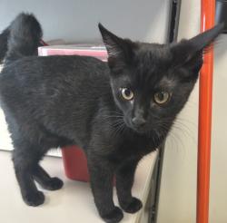 Shelter Stray Female Cat last seen Apt 4206,7400 S State Street, Midvale, UT, 84047, 511 W 3900 S, Salt Lake City, UT 84123, USA