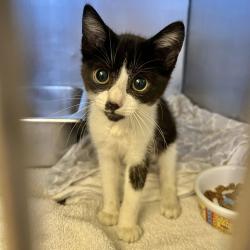 Shelter Stray Male Cat last seen Near Pine, LIVERMORE, CA, 94551, 8323 Baldwin St, Oakland, CA 94621, USA