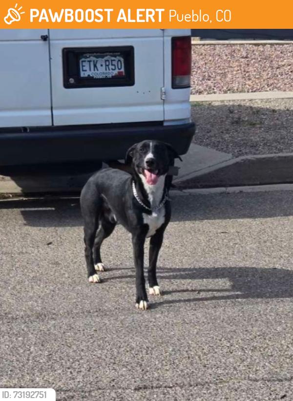 Found/Stray Unknown Dog last seen Franklin and 28th, Pueblo, CO 81003