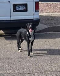 Found/Stray Unknown Dog last seen Franklin and 28th, Pueblo, CO 81003