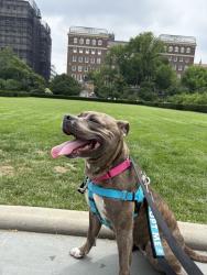 Shelter Stray Female Dog last seen Near West 8th Street, BROOKLYN, NY, 11224, 326 E 110th St, New York, NY 10029, USA