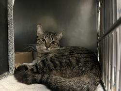 Shelter Stray Male Cat last seen Near Saint Nicholas Terrace, NEW YORK, NY, 10027, 326 E 110th St, New York, NY 10029, USA