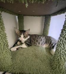 Shelter Stray Male Cat last seen Near Dana Point Way, Oceanside, CA, 92058, Oceanside, CA 92058, USA