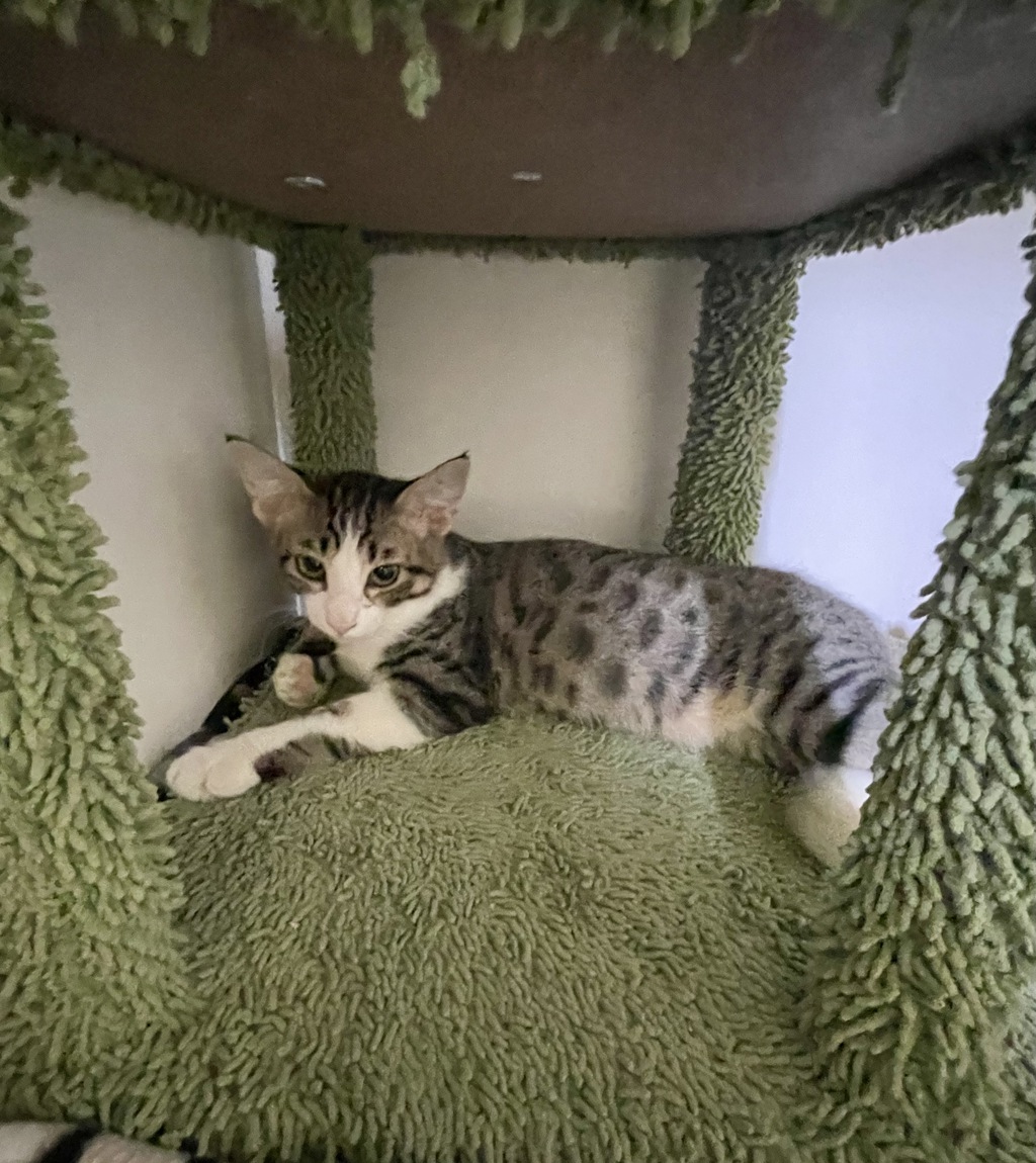 Shelter Stray Male Cat last seen Near Dana Point Way, Oceanside, CA, 92058, Oceanside, CA 92058, USA