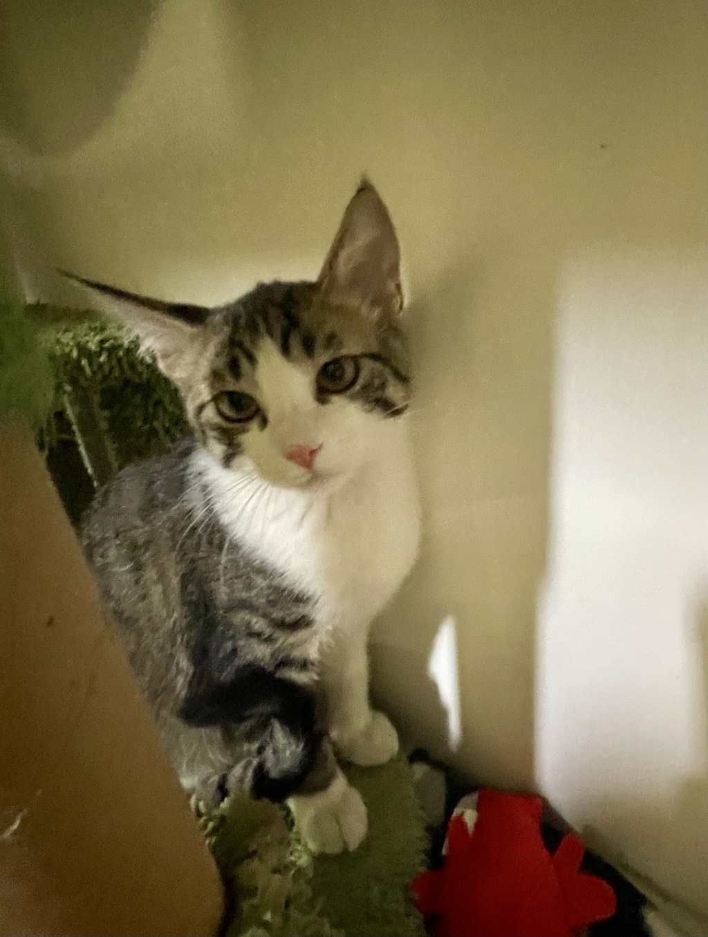 Shelter Stray Female Cat last seen Near Dana Point Way, Oceanside, CA, 92058, Oceanside, CA 92058, USA
