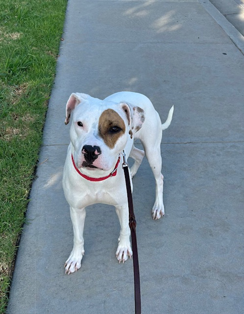 Shelter Stray Female Dog last seen Near Harbor Drive, Oceanside, CA, 92054, Oceanside, CA 92058, USA