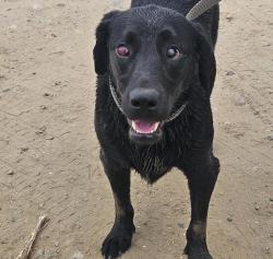Shelter Stray Female Dog last seen Near E Mission Bay Drive, San Diego, CA, 92109, 5500 Gaines St, San Diego, CA 92110, USA