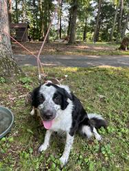 Reunited Female Dog last seen Lake hills neighborhood, Winston-Salem, NC 27105