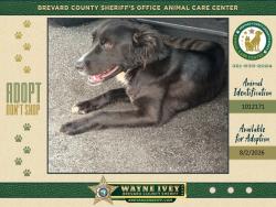 Shelter Stray Female Dog last seen FL, 5100 W Eau Gallie Blvd, Melbourne, FL 32934, USA