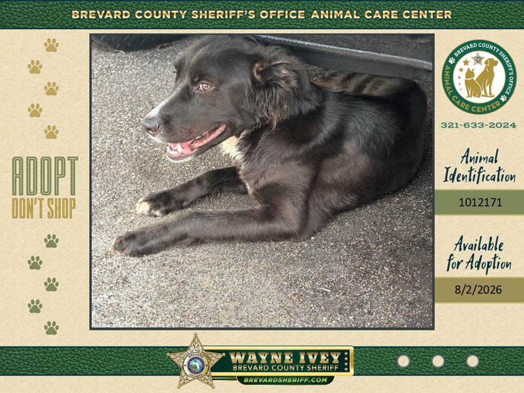 Shelter Stray Female Dog last seen FL, 5100 W Eau Gallie Blvd, Melbourne, FL 32934, USA