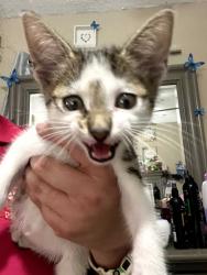 Found/Stray Unknown Cat last seen SW 7th CT, North Lauderdale, FL 33068
