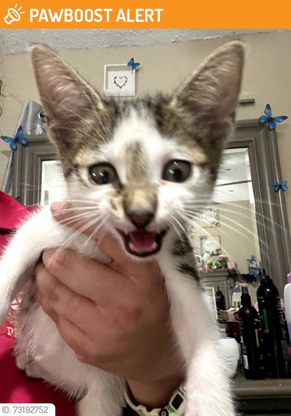 Found/Stray Unknown Cat last seen SW 7th CT, North Lauderdale, FL 33068