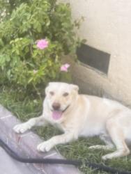 Lost Male Dog last seen Near Fremont elementary, Fresno, CA 93728