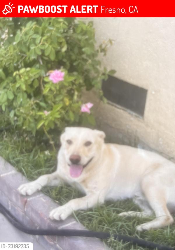 Lost Male Dog last seen Near Fremont elementary, Fresno, CA 93728