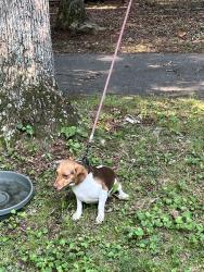 Reunited Female Dog last seen Lake hills neighborhood, Winston-Salem, NC 27105