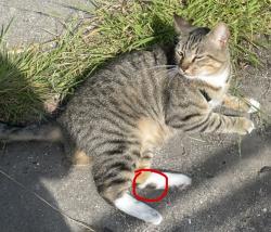 Lost Male Cat last seen Park Blvd/Monroe Ave in University Heights San Diego, San Diego, CA 92116