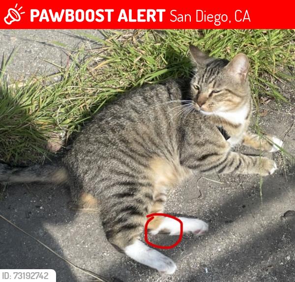 Lost Male Cat last seen Park Blvd/Monroe Ave in University Heights San Diego, San Diego, CA 92116