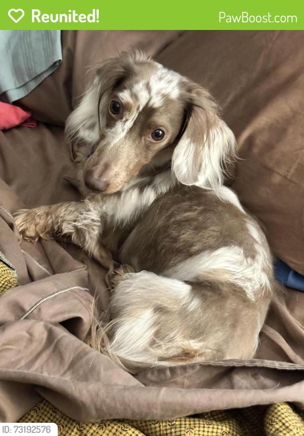 Reunited Male Dog last seen Berry Bennett Rd Chatsworth/Center Hill Church, Chatsworth, GA 30705