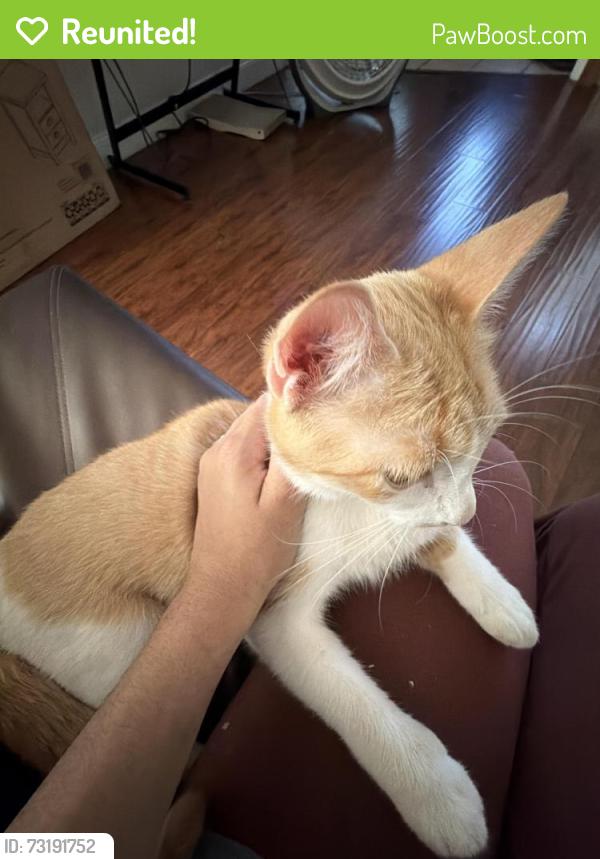 Reunited Female Cat last seen Near bayonne ct arlington tx, idk she was last seen in my backyard and hasnt turned up since before 10am (its almost 4pm as im writing this), Arlington, TX 76016