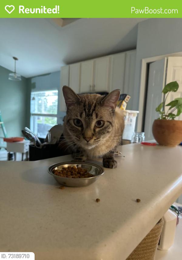 Reunited Male Cat last seen Near Sw Sundance trail, Port St. Lucie, FL 34953