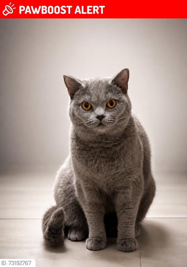 Lost Female Cat last seen Highfields, Highfields, England LE2 0DR