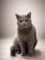 Lost Female Cat last seen Highfields, Highfields, England LE2 0DR