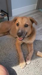 Found/Stray Male Dog last seen Powers Avenue, Jacksonville, FL 32217