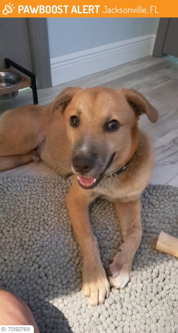 Found/Stray Male Dog last seen Powers Avenue, Jacksonville, FL 32217