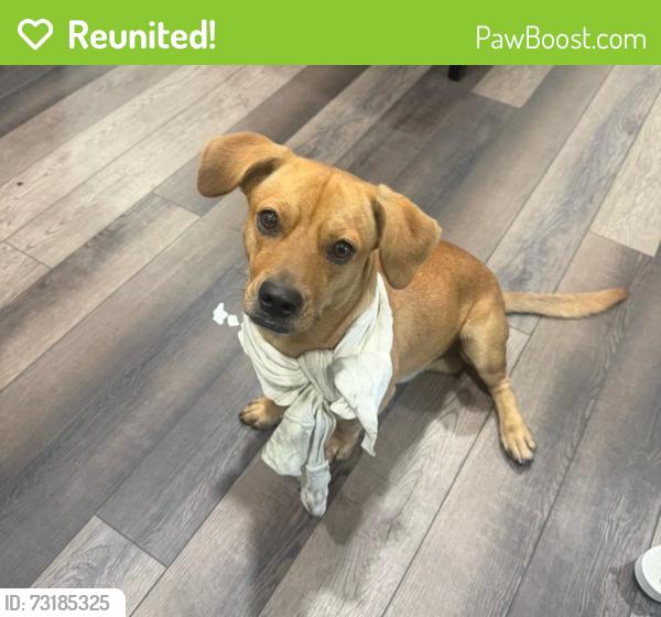 Reunited Male Dog last seen Near Little Egypt Rd Conroe, TX 77304 United States, Willis, TX 77318